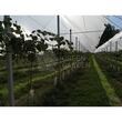 Folie solar difuza  PATI DI LITE 180 microni