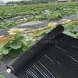 Folie mulcire Neagra 20 microni 2 m