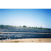 FOLIE MULCH NEAGRA PERFORATA 50 MICRONI 