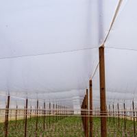 Folie Termica 